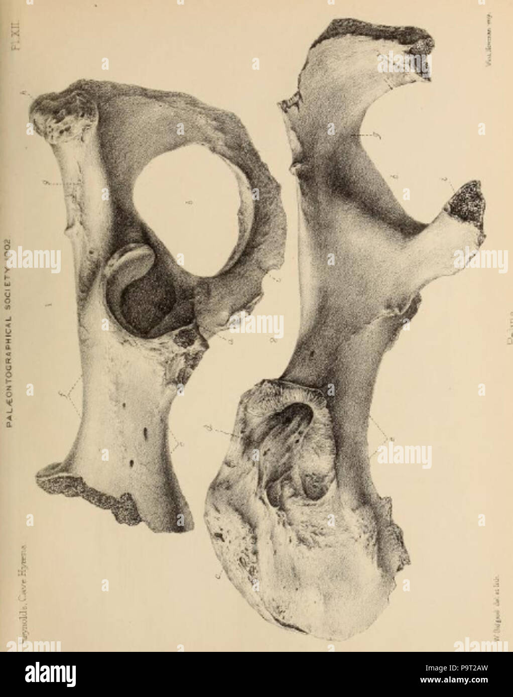 248 Britische Pleistozän Mammalia (1866) Höhle Hyäne Becken Stockfoto