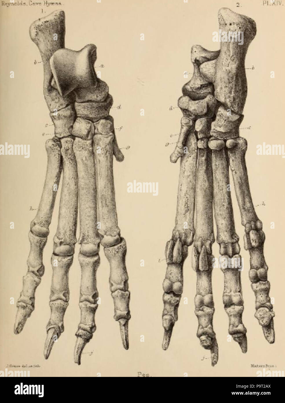 248 Britische Pleistozän Mammalia (1866) Höhle Hyäne Pes 1. Stockfoto