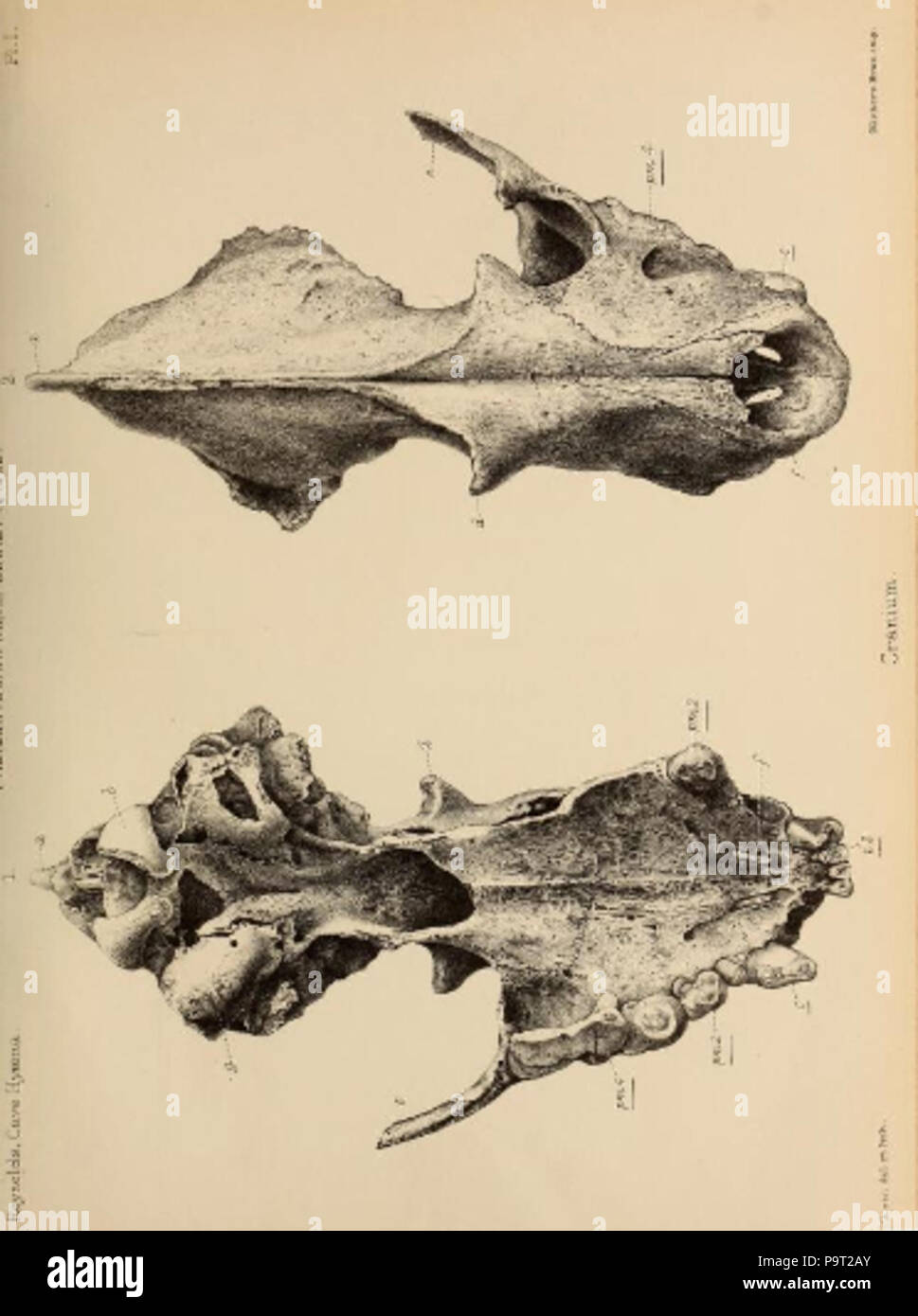 248 Britische Pleistozän Mammalia (1866) Höhle Hyäne Schädel 1 Stockfoto