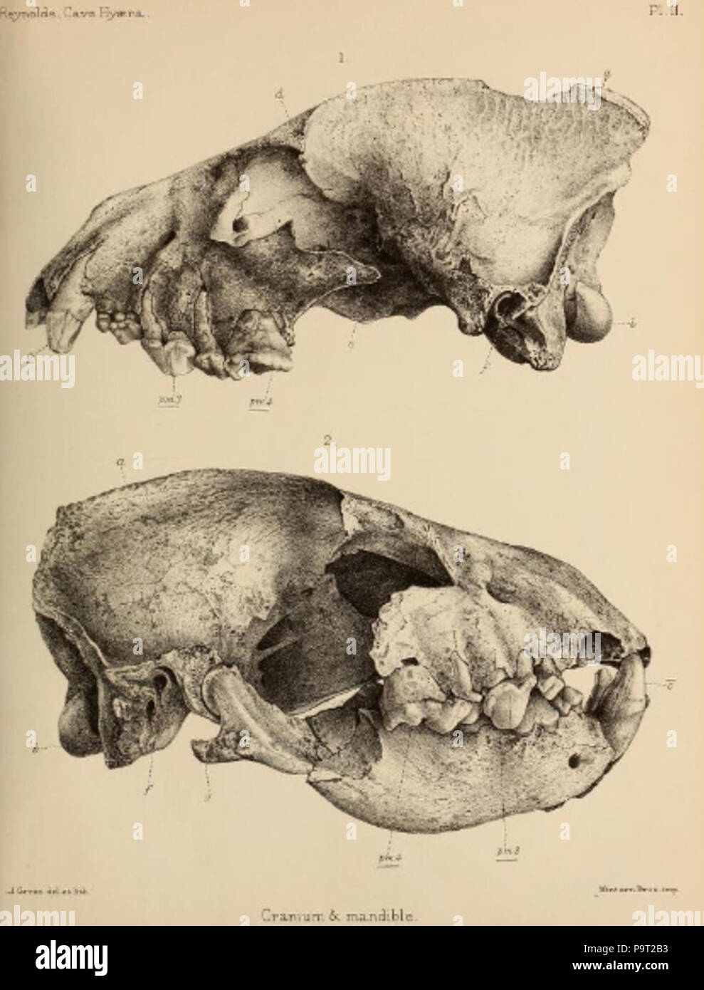 248 Britische Pleistozän Mammalia (1866) Höhle Hyäne Schädel 2 Stockfoto