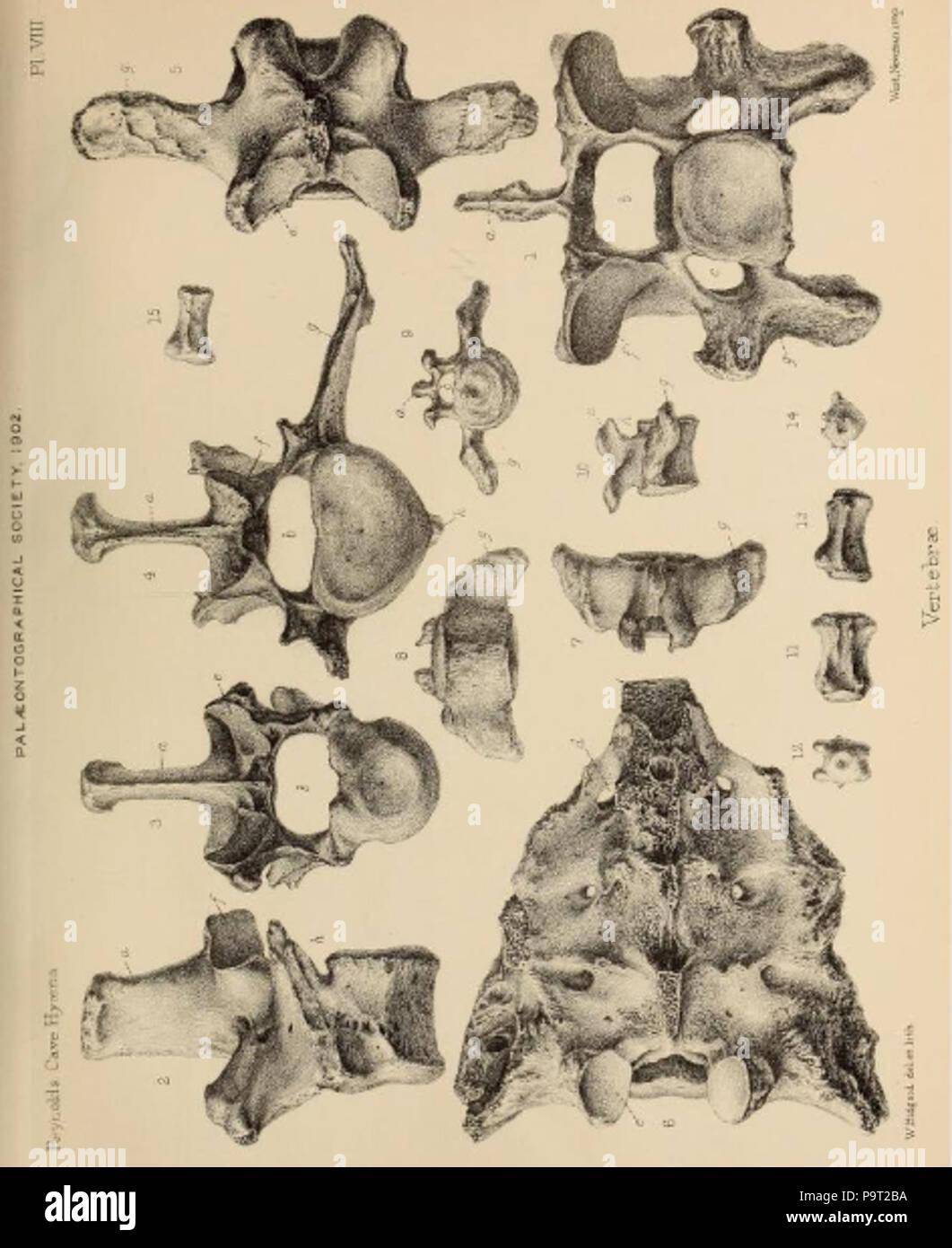 248 Britische Pleistozän Mammalia (1866) Höhle Hyäne Wirbel 3 Stockfoto
