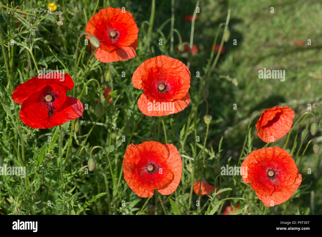 Scarlet Rot Blumen von Poppy geleitet, Papaver dubium, im Sommer, Berkshire, Juni Stockfoto