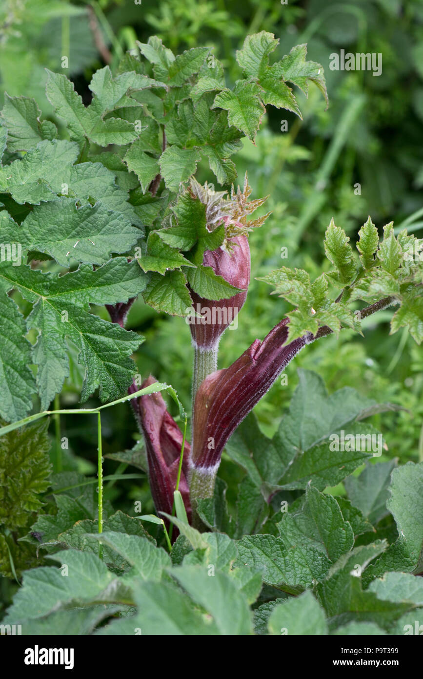 Scharfkraut, Heracleum sphondylium, mutige junge Blätter und tief rote Stiele und Blütenknospe, Berkshire, Mai Stockfoto