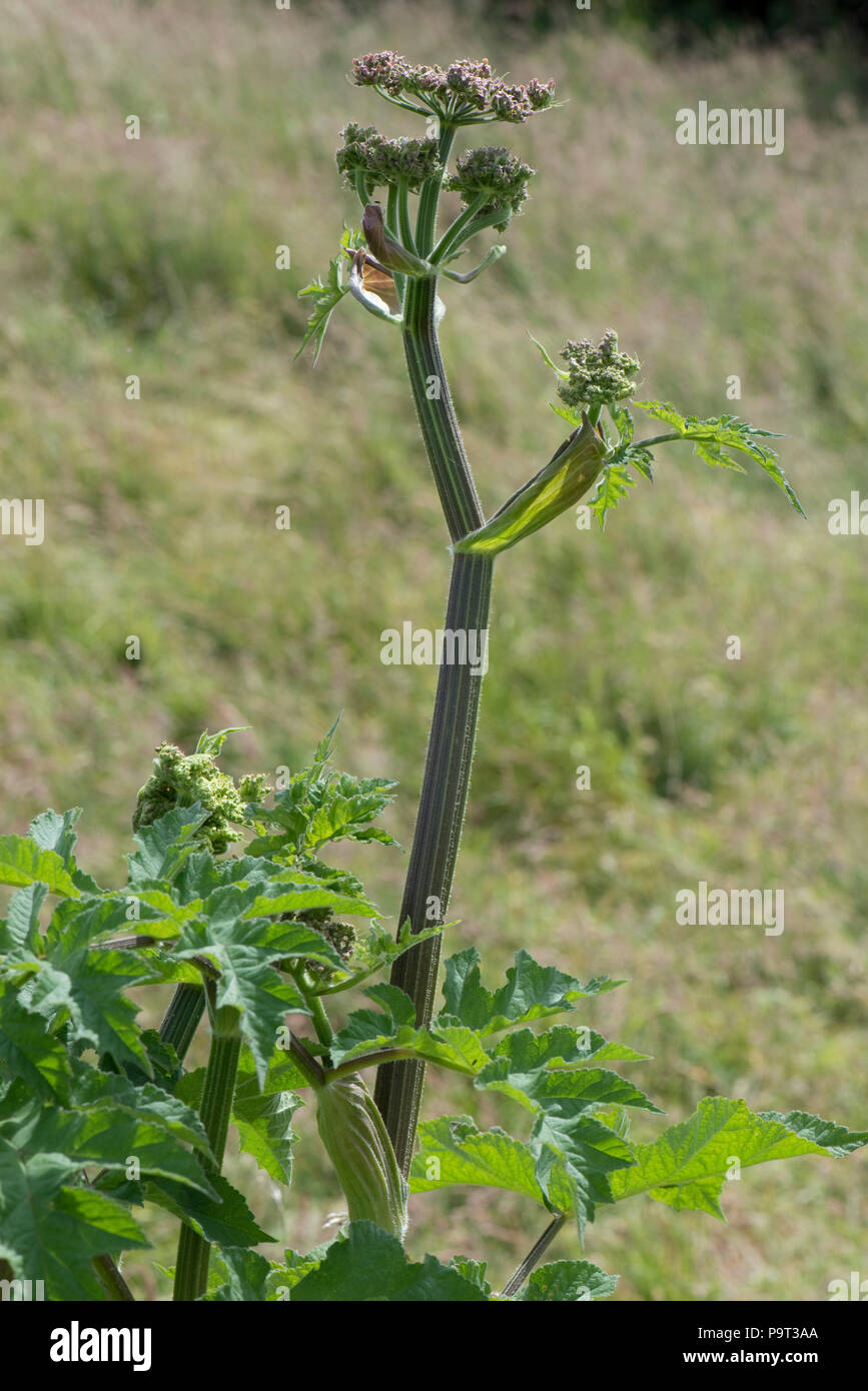 Ausweitung der Blätter, Stengel und Blüten bud Der scharfkraut, Heracleum sphondylium, Berkshire, Juni Stockfoto