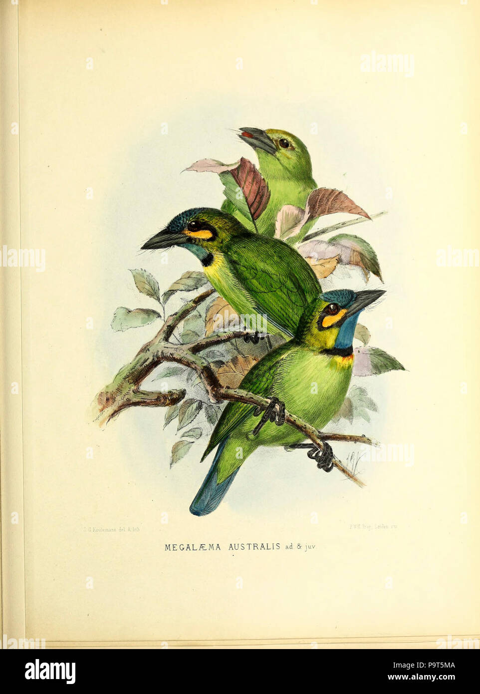 Eine Monographie der Capitonidae oder scansorial barbets (PL. (XXXII)) Stockfoto