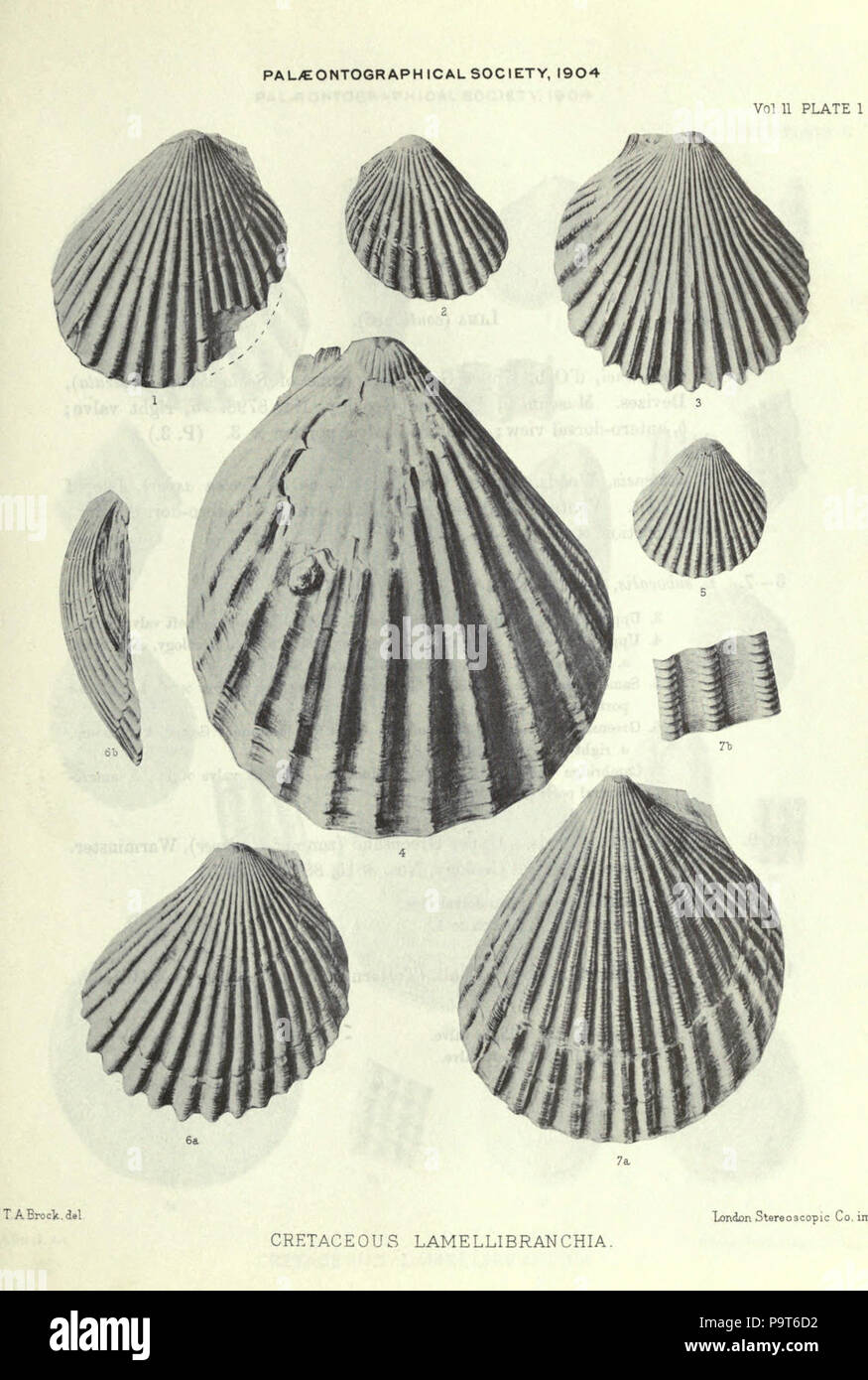 Eine Monographie der Kreidezeit Lamellibranchia von England Stockfoto