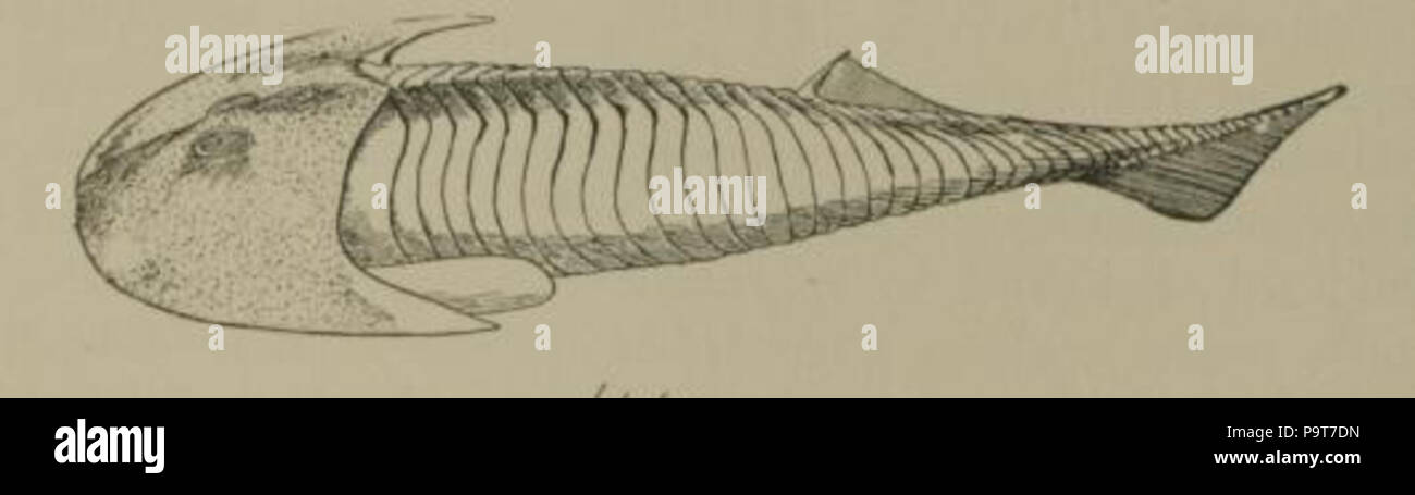 294 Cephalaspis Stockfoto