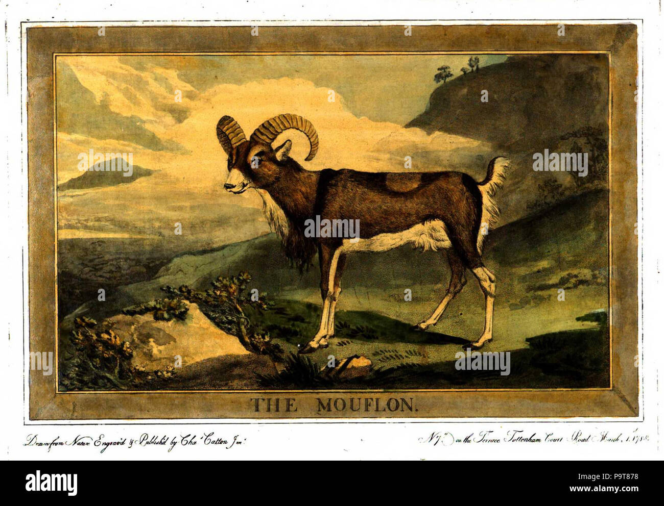 297 Charles Catton, Tiere (1788) Seite 32 Bild 1. Stockfoto