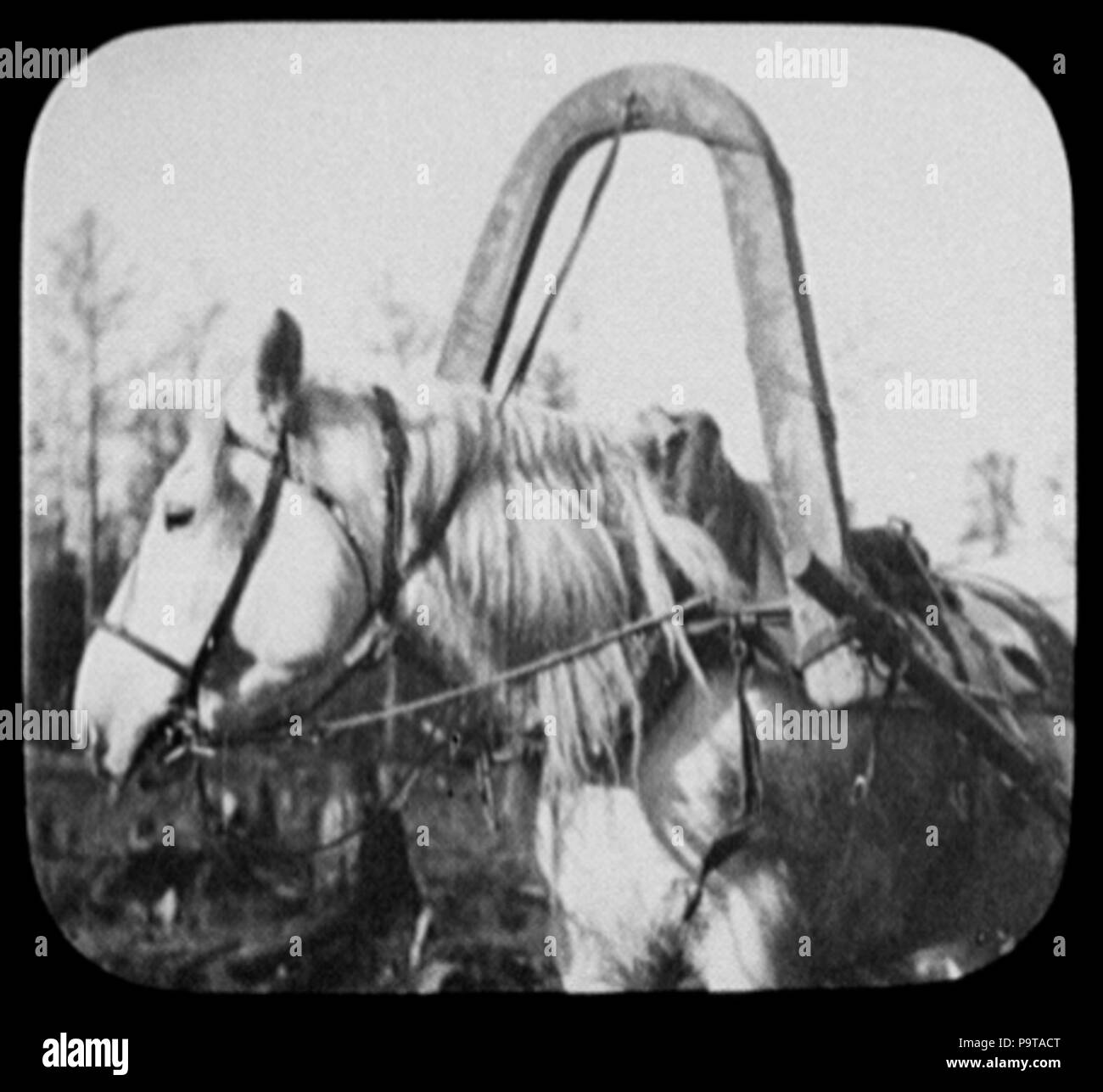 325 Close-up Pony im Kabelbaum LCCN 2004708095 Stockfoto