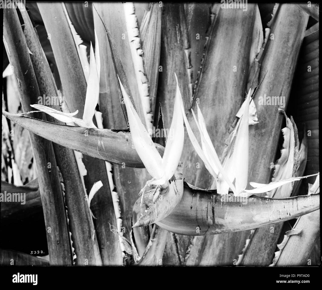 325 Nahaufnahme der Blumen von einem Bird Of Paradise Anlage, Ca.1920 (CHS-5398) Stockfoto