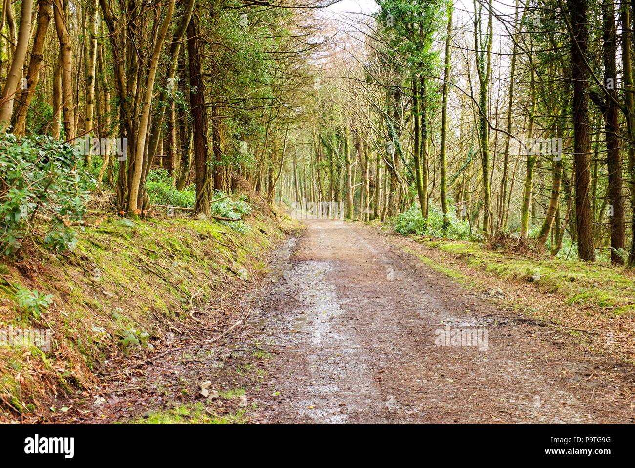 Woodland Road, Dunragit, Schottland Stockfoto