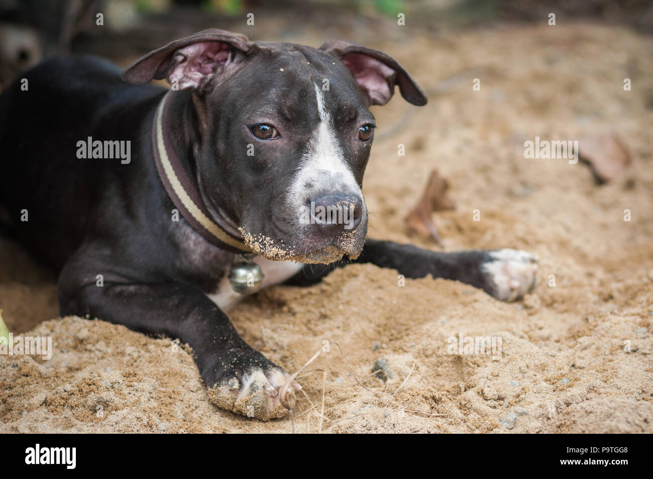 Schwarz Pit Bull Welpen lustig spielen Sand Hintergrund Stockfoto