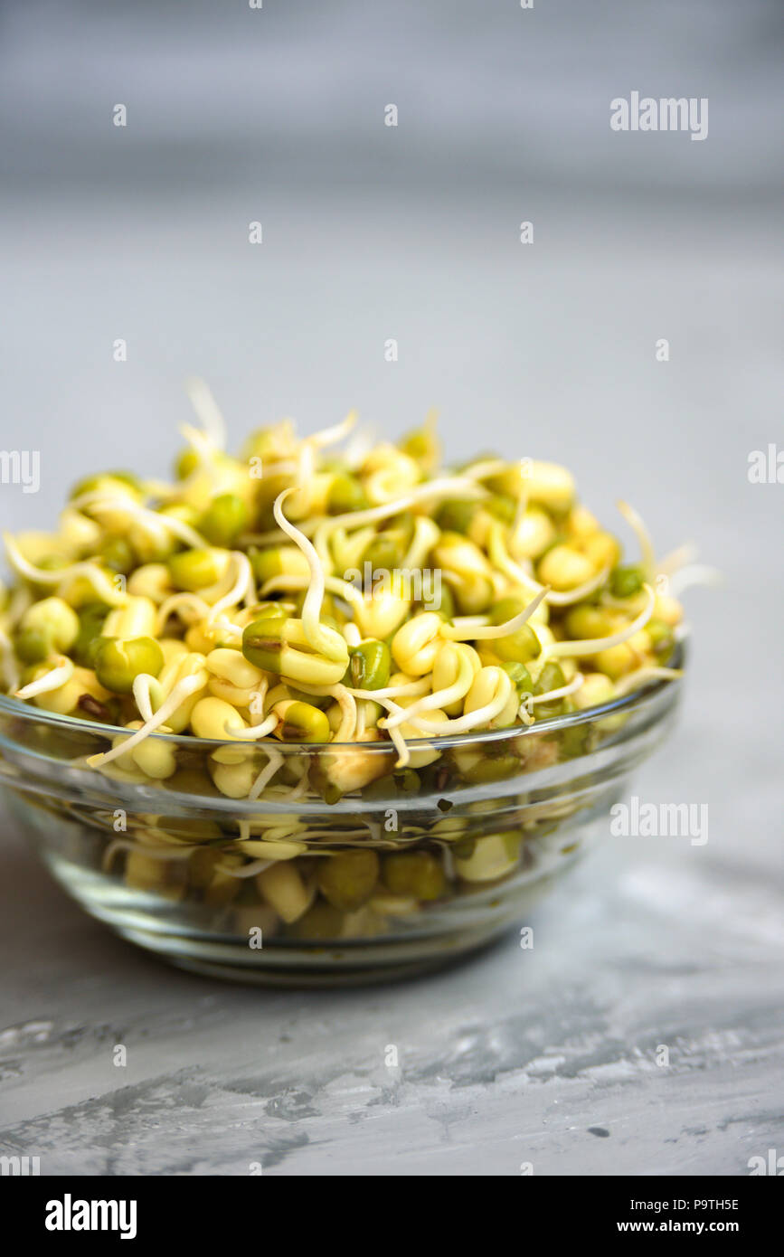 Schüssel mit mung Bean mit Sprossen. Schließen bis auf grauem Beton Hintergrund Stockfoto