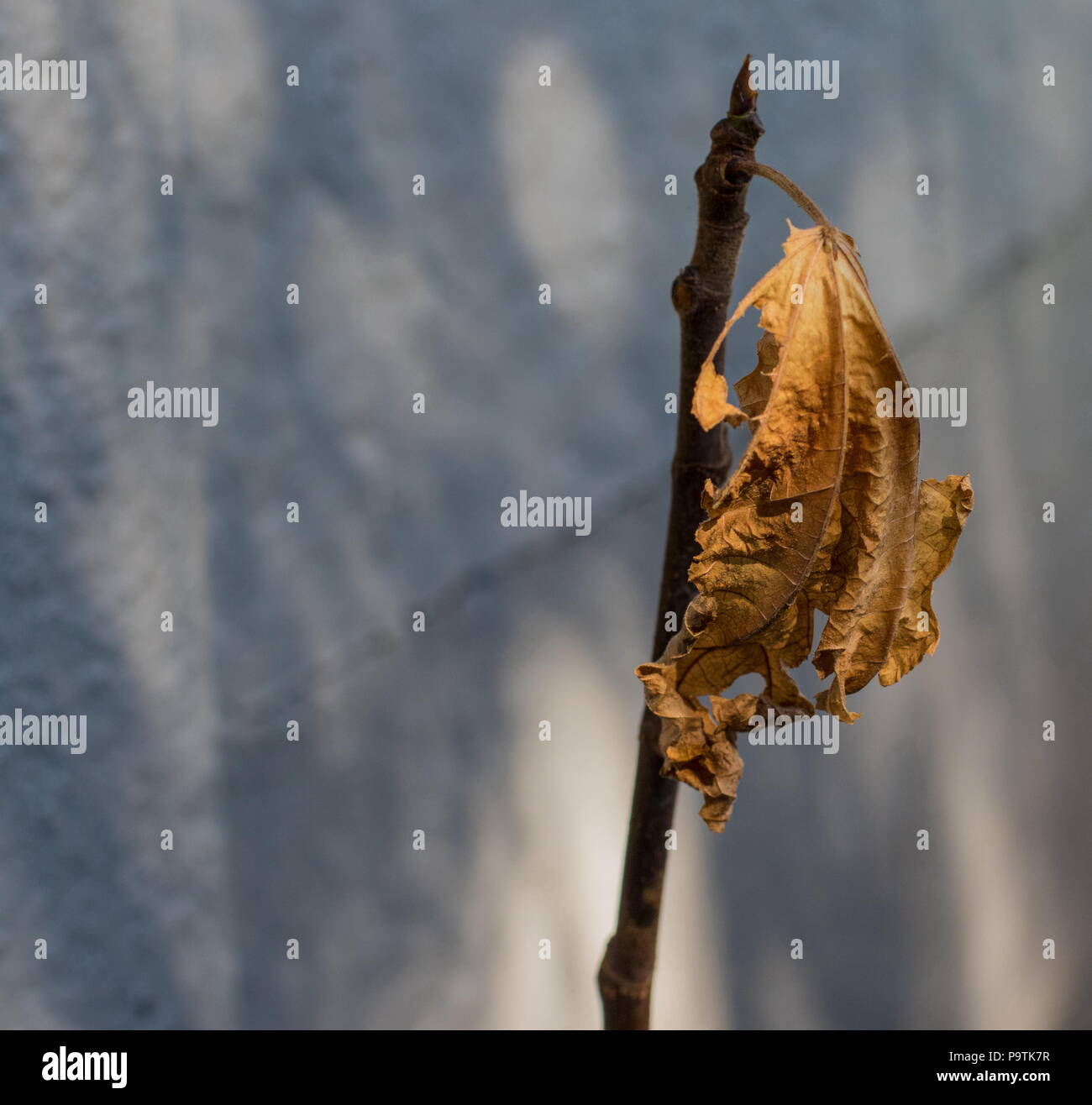 Trockene winter Blatt auf einem Zweig gegen eine Aus grauer Hintergrund Bild mit Kopie Raum im Querformat isoliert Stockfoto