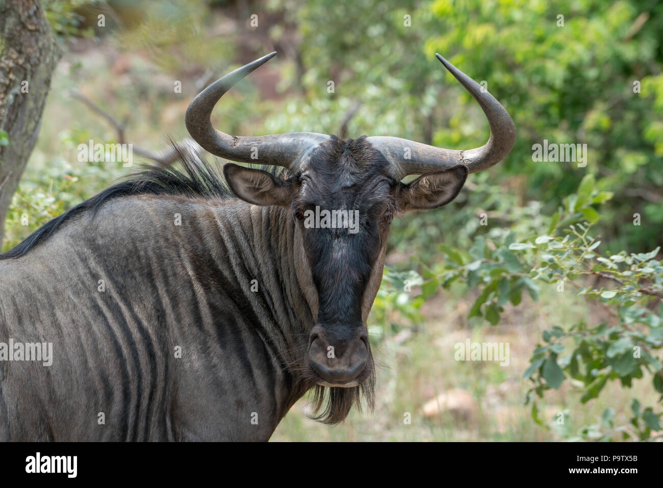 Ein streifengnu (connochaetes Taurinus) im südafrikanischen Busch Stockfoto