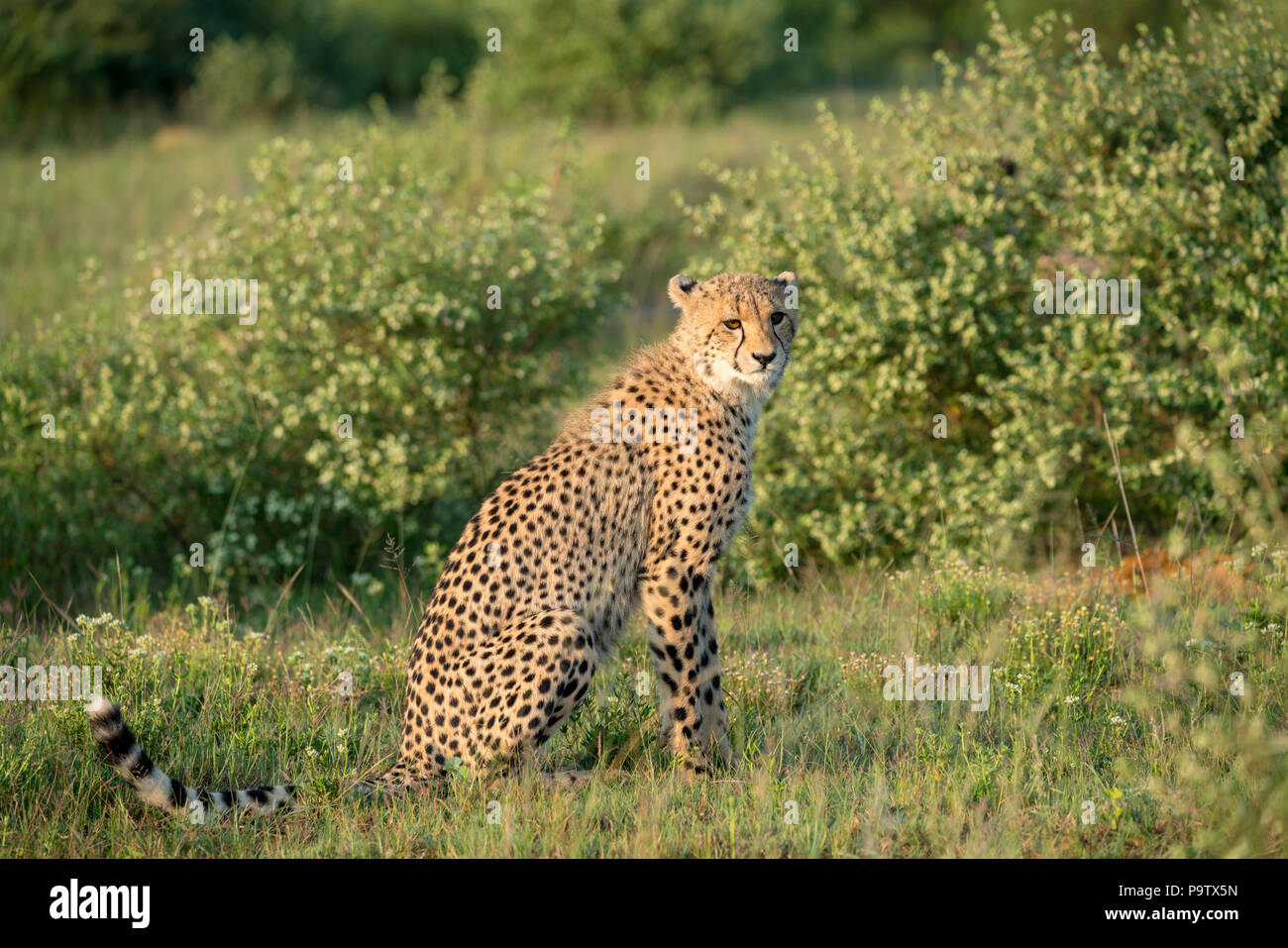 Cheetah sitzt im Busch Beobachten der Umwelt Stockfoto