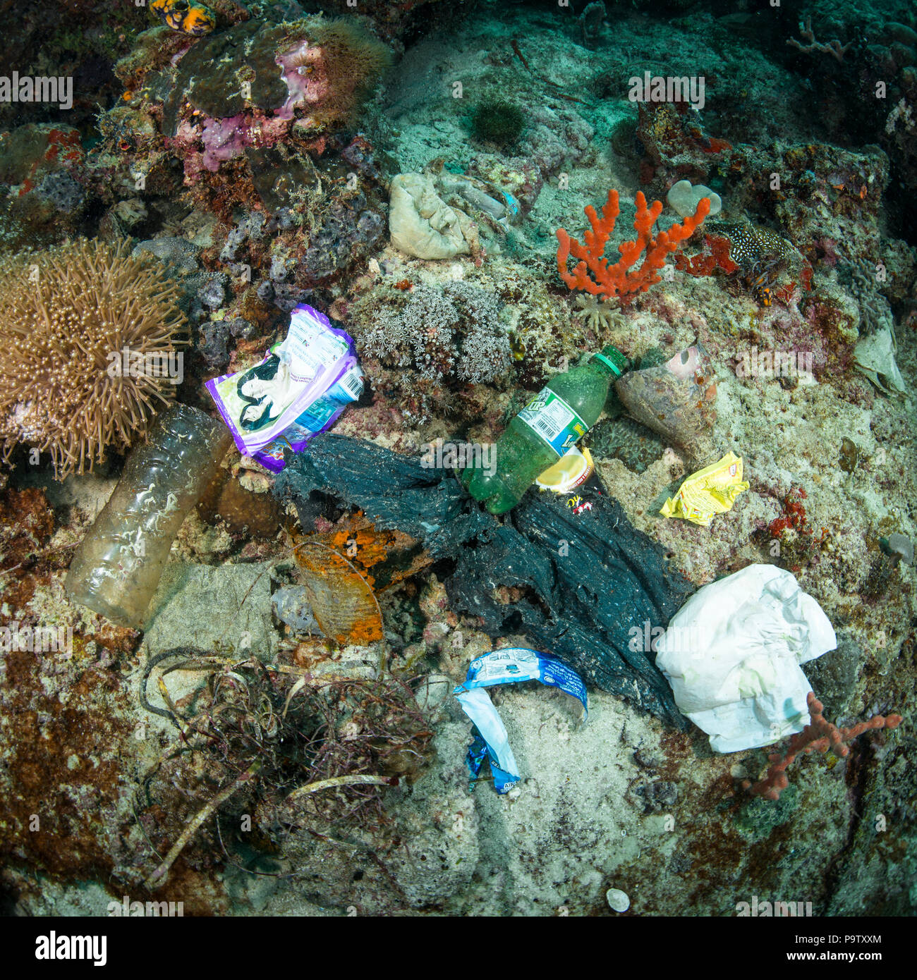 Mülltonnenaufkleber mit Abbildung von Korallen.