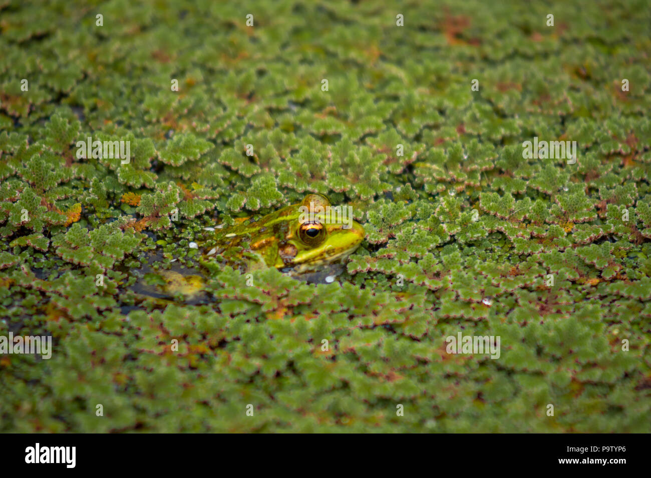 Naturteich Amphibien Stockfotos und bilder Kaufen Alamy
