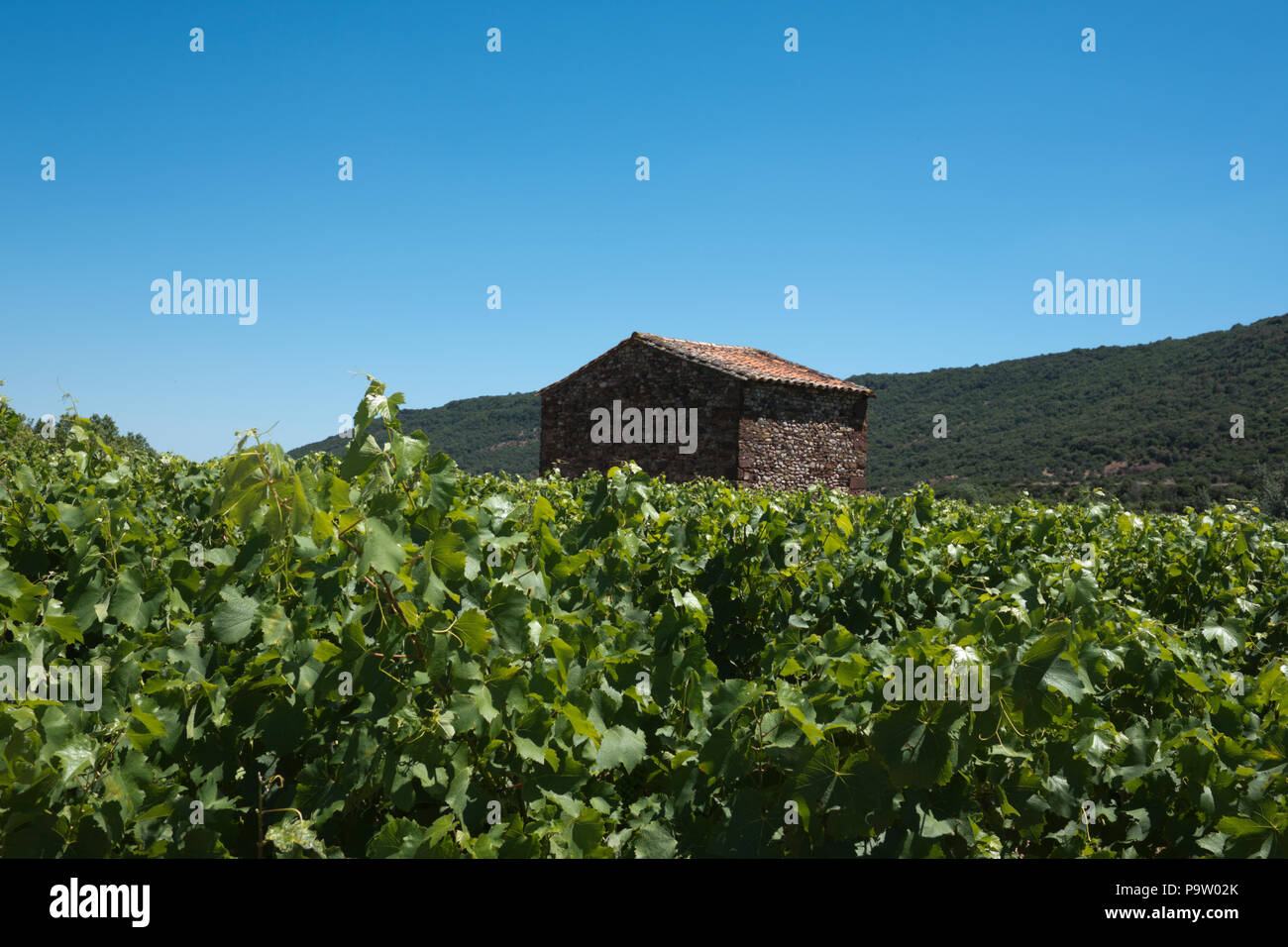 Ein kleiner Stein Bauernhof Gebäude steht unter blühenden Rebstöcke in einem Weinberg in der Nähe von Pic St. Loup im Langeudoc Region in Frankreich Stockfoto