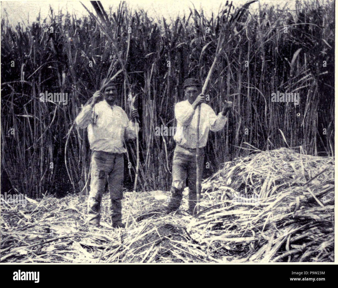 362 Schneiden Zuckerrohr, MON 1909 Stockfoto