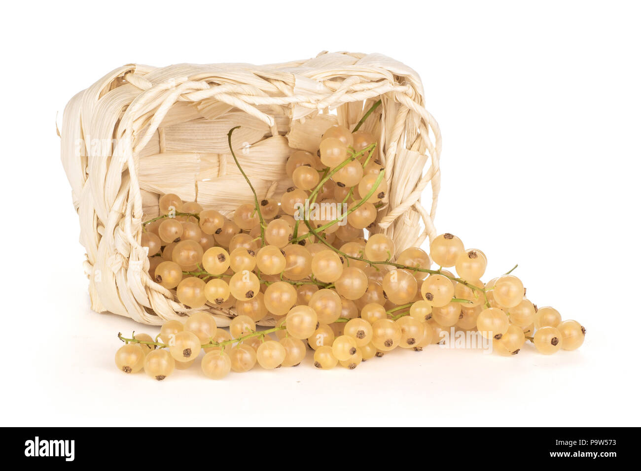 Menge ganze frische weiße Johannisbeere berry Blanka Sorte aus einem Licht Weidenkorb isoliert auf weißem Stockfoto