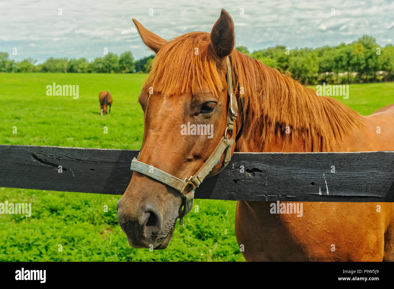 Thoroughbredpferd Stockfoto