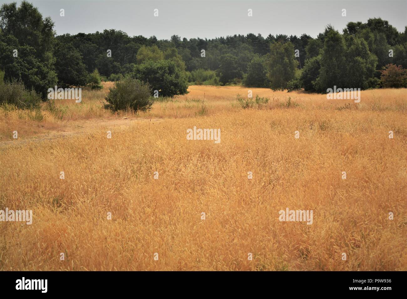 Geröstete gelben Gras Woodland in heissen Sommer 201i Stockfoto