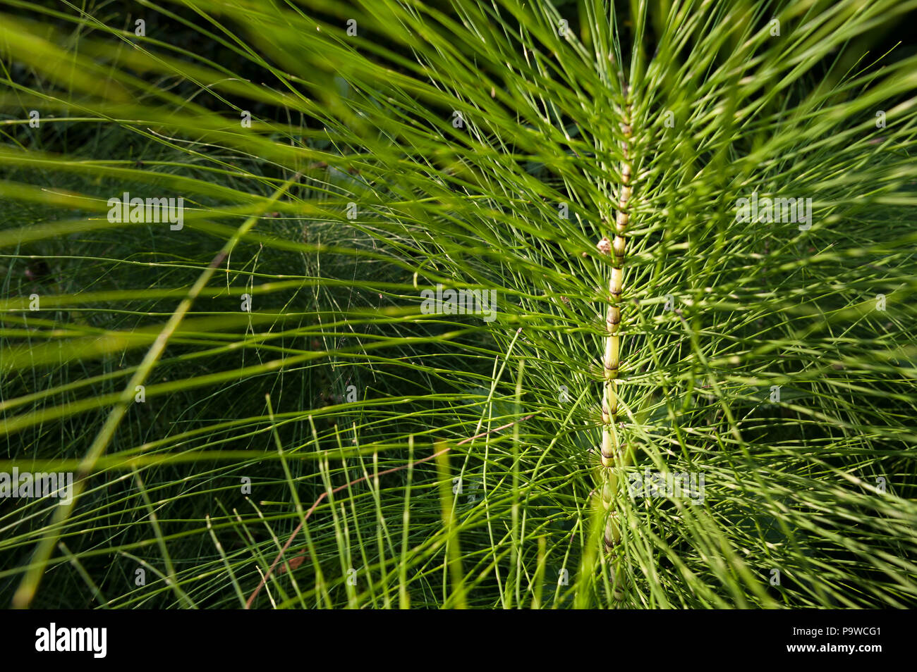 Dappled Sonnenlicht verfängt sich die sterilen Stängel von grossen Pflanzen, Schachtelhalm Equisetum arvense, Hervorhebung internodium Stammzellen Wachstum an Knoten und Stammzellen Zähne Stockfoto