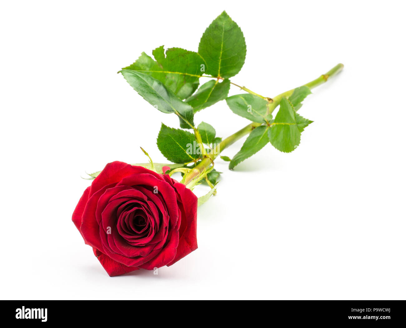 Eine rote Rose auf weißem Hintergrund frisch isolierten Stockfoto