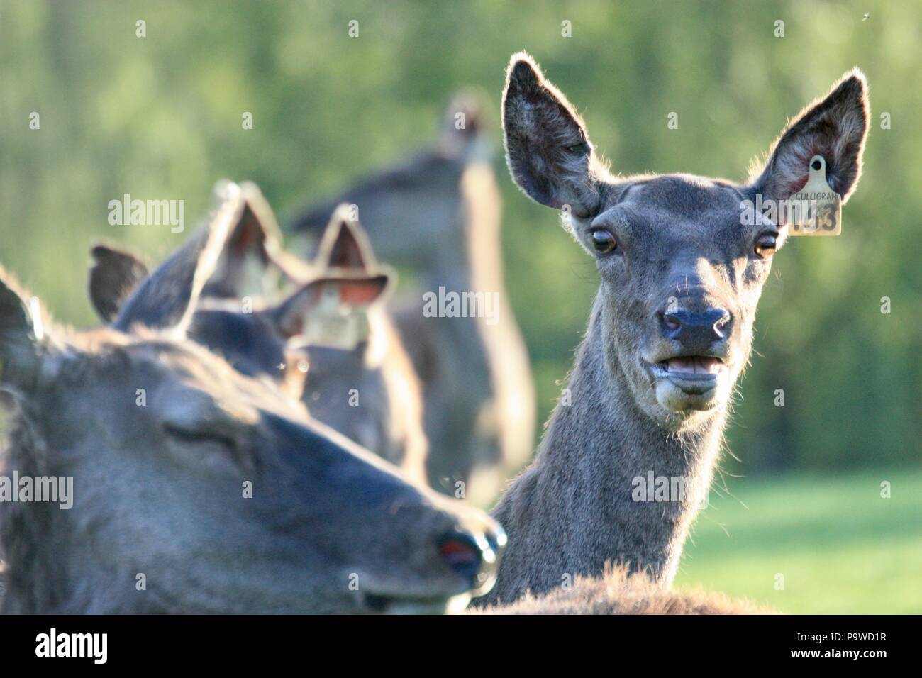Red Deer Hind in eine Hirschfarm in den Highlands von Schottland Stockfoto