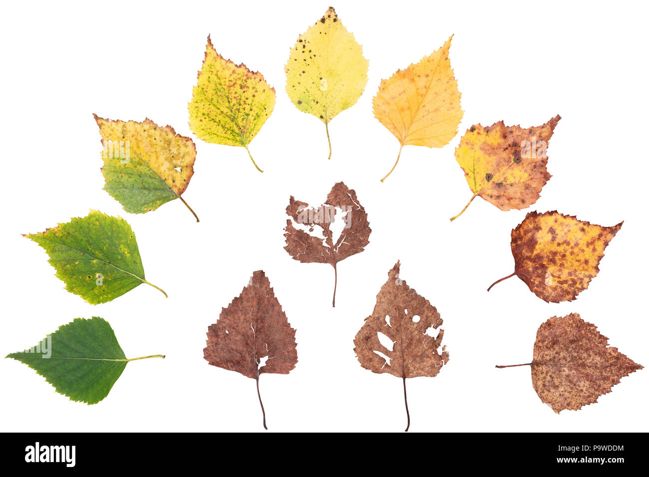 Herbst Konzept, alter Veränderungen der Blätter, die Alterung der Stadien, die Geburt Tod, Trocknen, die Zeit vergeht Stockfoto