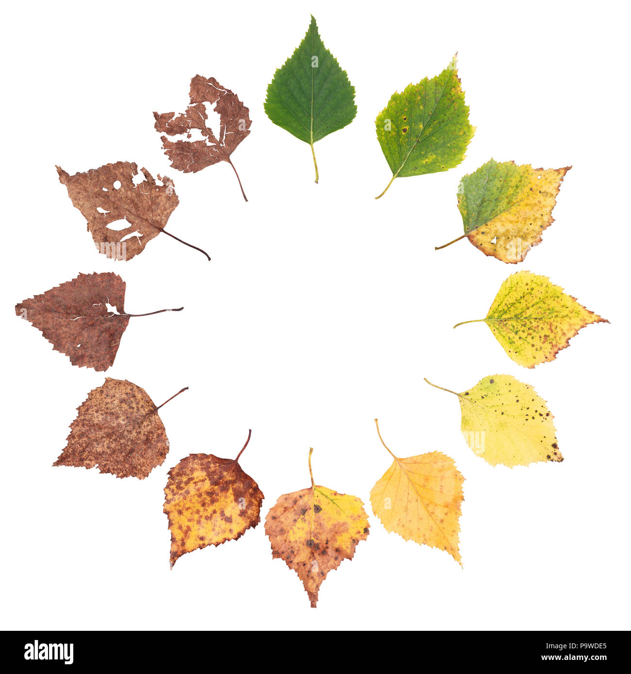 Herbst Konzept, alter Veränderungen der Blätter, die Alterung der Stadien, die Geburt Tod, Trocknen, die Zeit vergeht Stockfoto