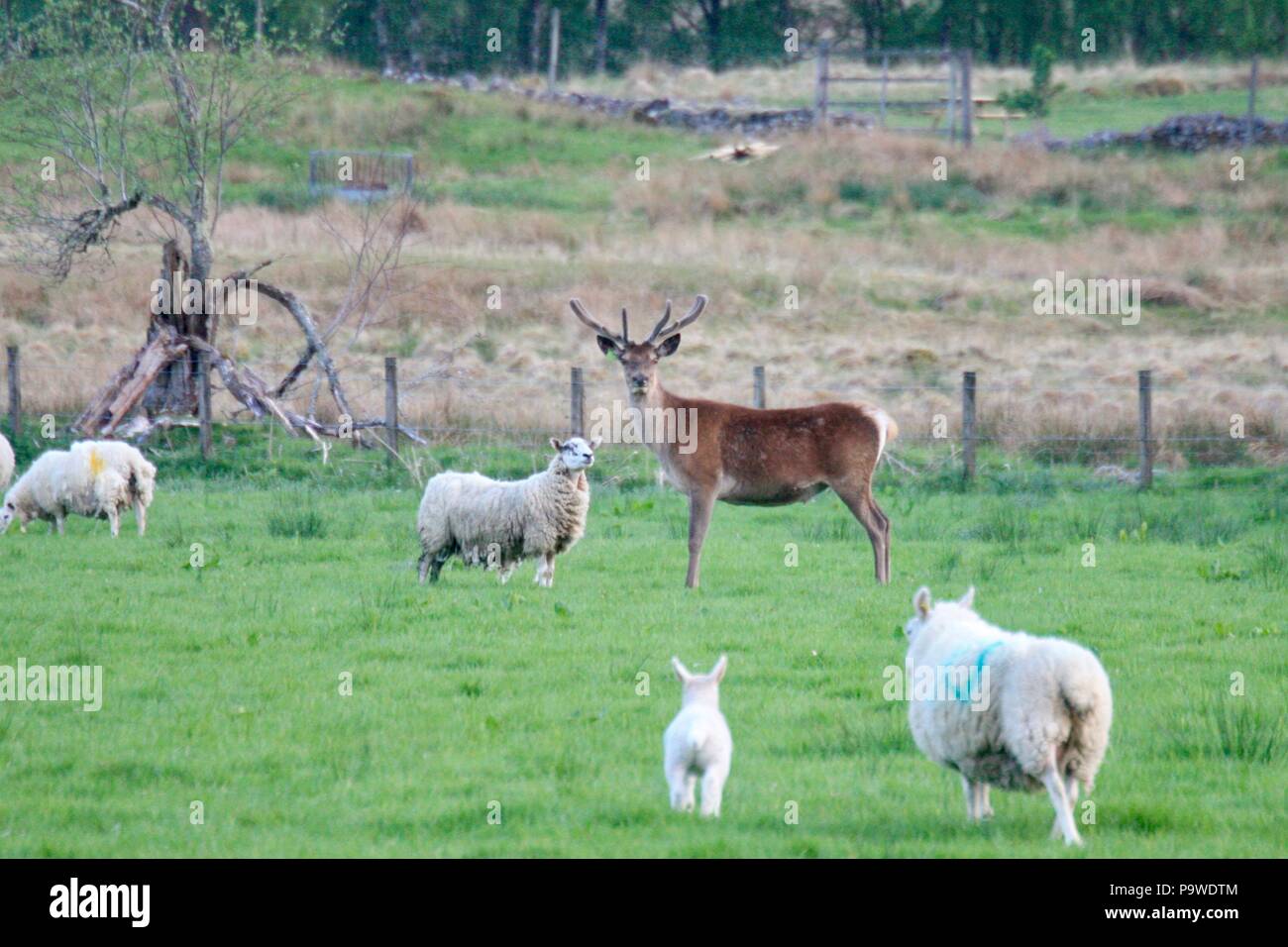 Schafe und Hirsche in einem Feld in den Highlands von Schottland Stockfoto
