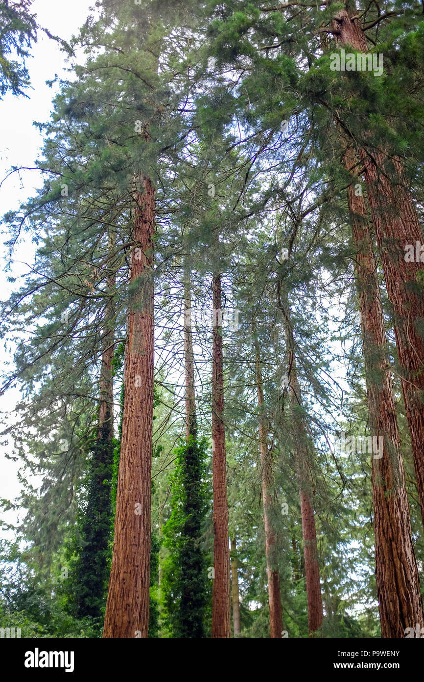 Center Parcs Longleat Forest Warminster - riesigen Redwoods sequoiadendron giganteum, die in den 1850er Jahren durch den Marquis von Bath gepflanzt wurden Stockfoto