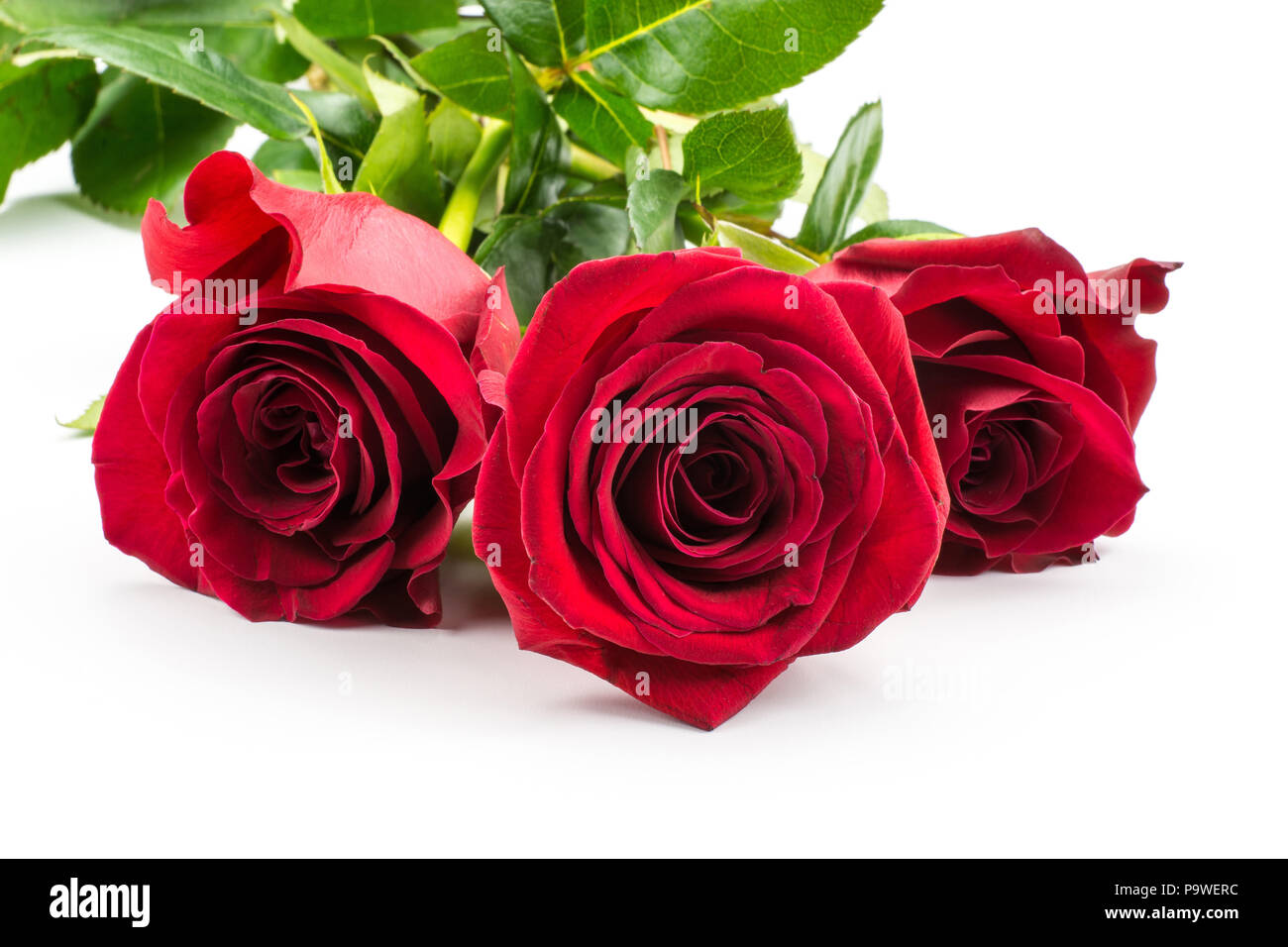 Drei rote Rosen auf weißem Hintergrund Bündel, frisch isolierten Stockfoto