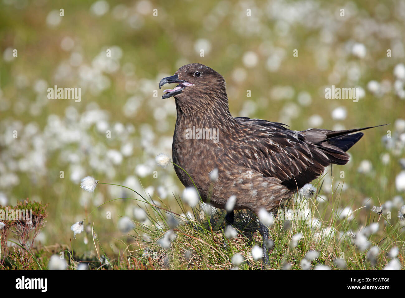 Große black-backed Gull (Eulen skua), erwachsenen Vogel zwischen Wollgras, Runde Island, Norwegen Stockfoto