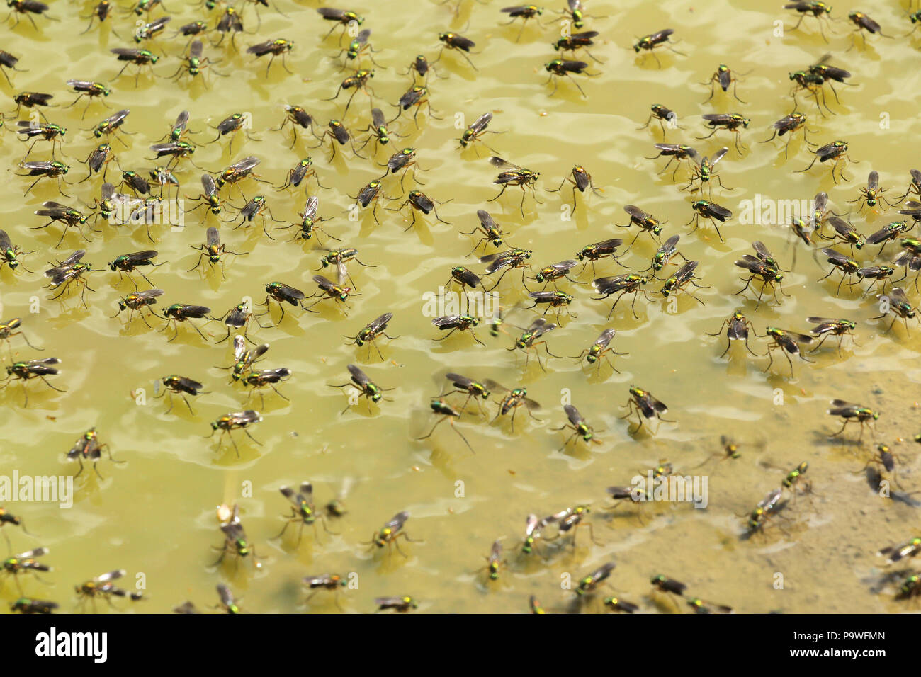 Grüne langbeinige fliegt (Poecilobothrus nobilitatus), Nahrungssuche auf die Wasseroberfläche eine Pfütze, Allgäu, Bayern, Deutschland Stockfoto