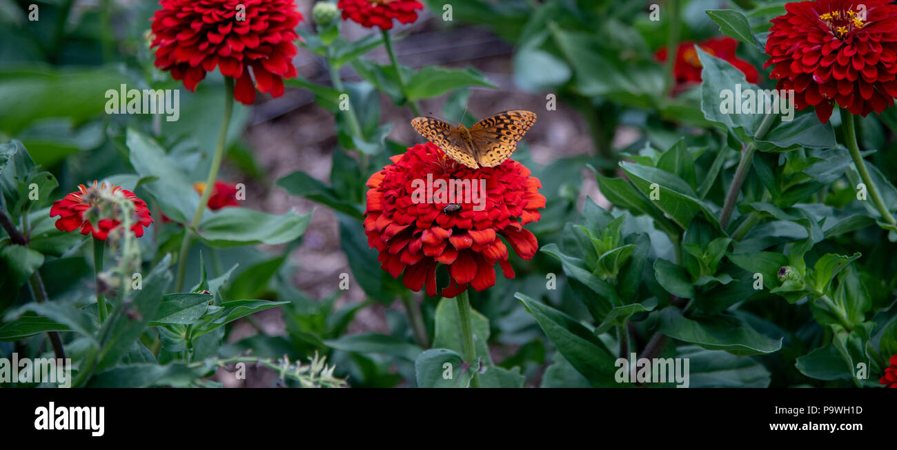 Schmetterling Stockfoto