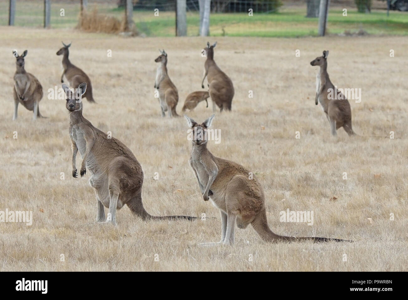 Western grey Kangaroo, Macropus fuliginosus, Foto in Westaustralien genommen wurde Stockfoto