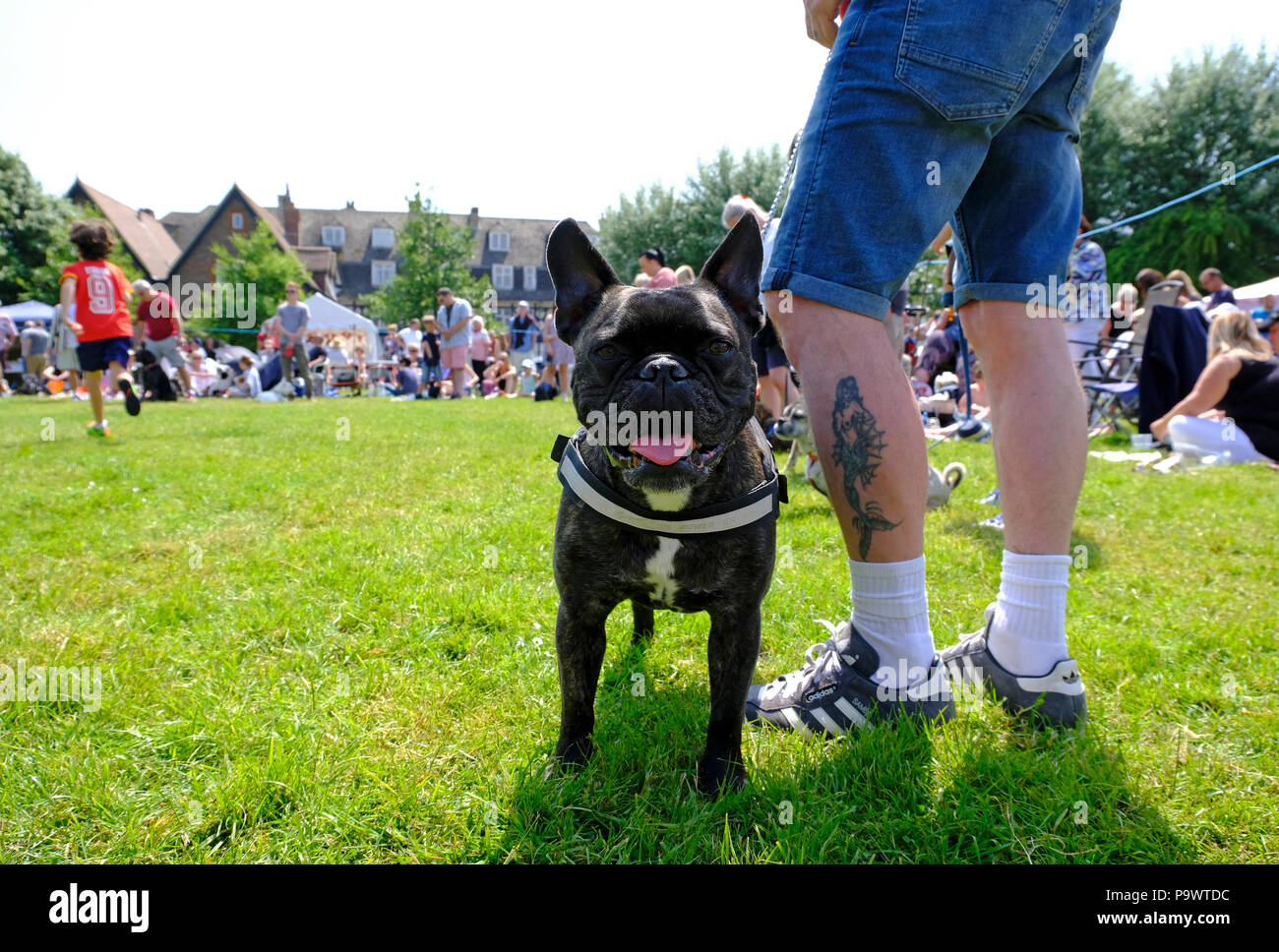 Neugierig Französische Bulldogge mit Eigentümer im Village Dog Show Stockfoto