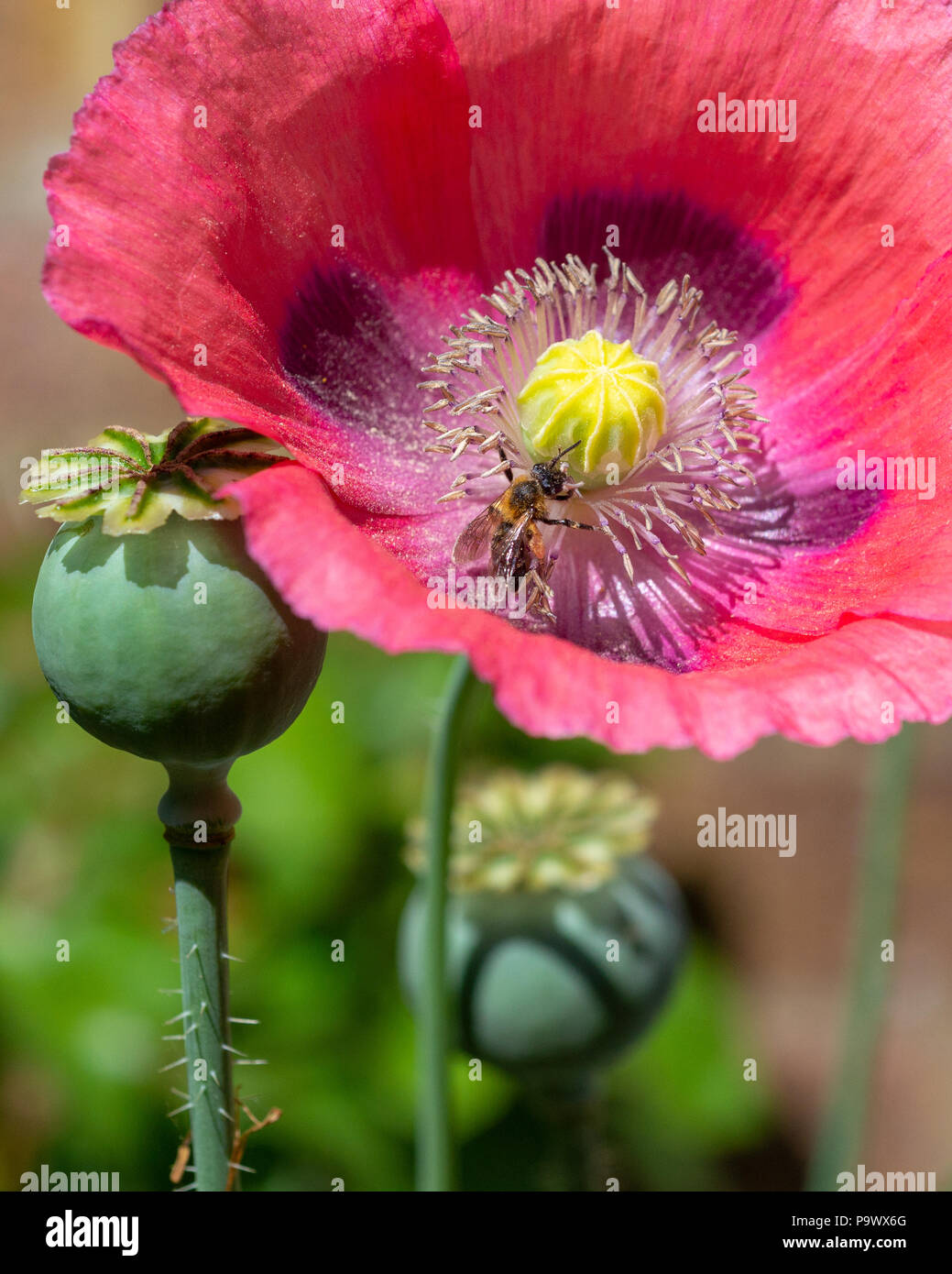 Eine kleine Biene Fütterung auf den Nektar der eine wilde Blume lila Mohn (Papaver somniferum) mit Samenkapseln. Stockfoto