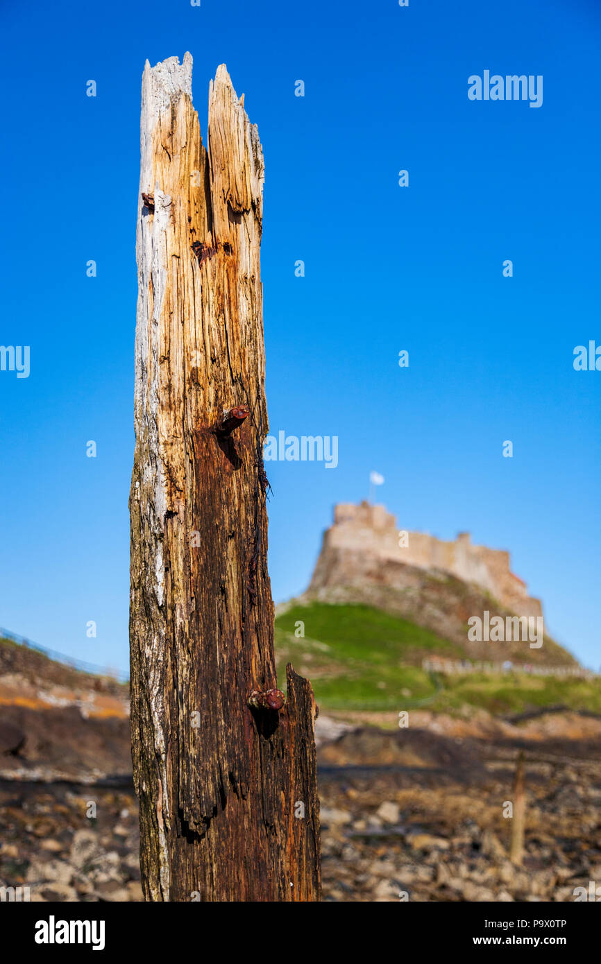 Verfallendes Holzholz des alten Piers auf Holy Island mit Lindisfarne Castle im Hintergrund, England Stockfoto