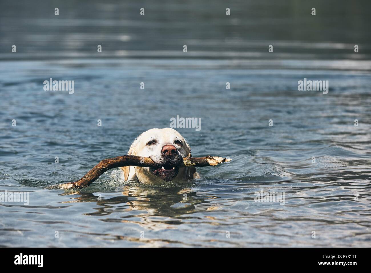 Hund im See. Labrador Retriever schwimmen mit Stick in den Mund. Stockfoto