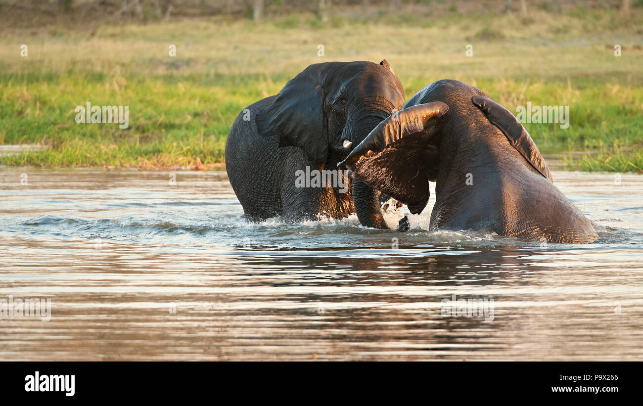 Zwei junge Stier afrikanische Elefanten sparring im Wasser halb unter Wasser Stockfoto