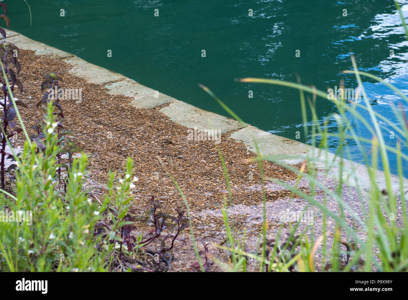 Schwimmteich, Süßwasser Schwimmbad Stockfoto