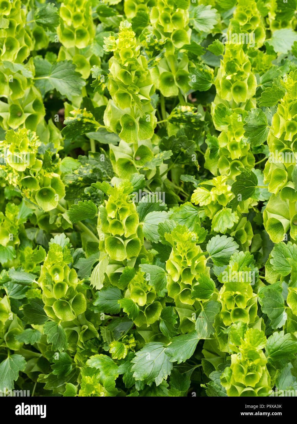 Grüne Blumen in aufrechter Spikes von Bloom der robustes jährliches flower Arranger, Glocken in Irland, Moluccella laevis Stockfoto