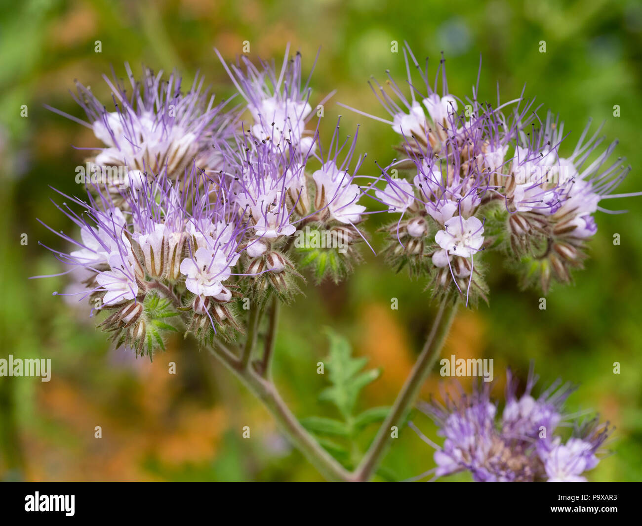 Blass Lavendel gefärbte Blüten des Insekts zieht winterharte Blüten der jährlichen Blumenarrangements, Phacelia tanacetifolia Stockfoto