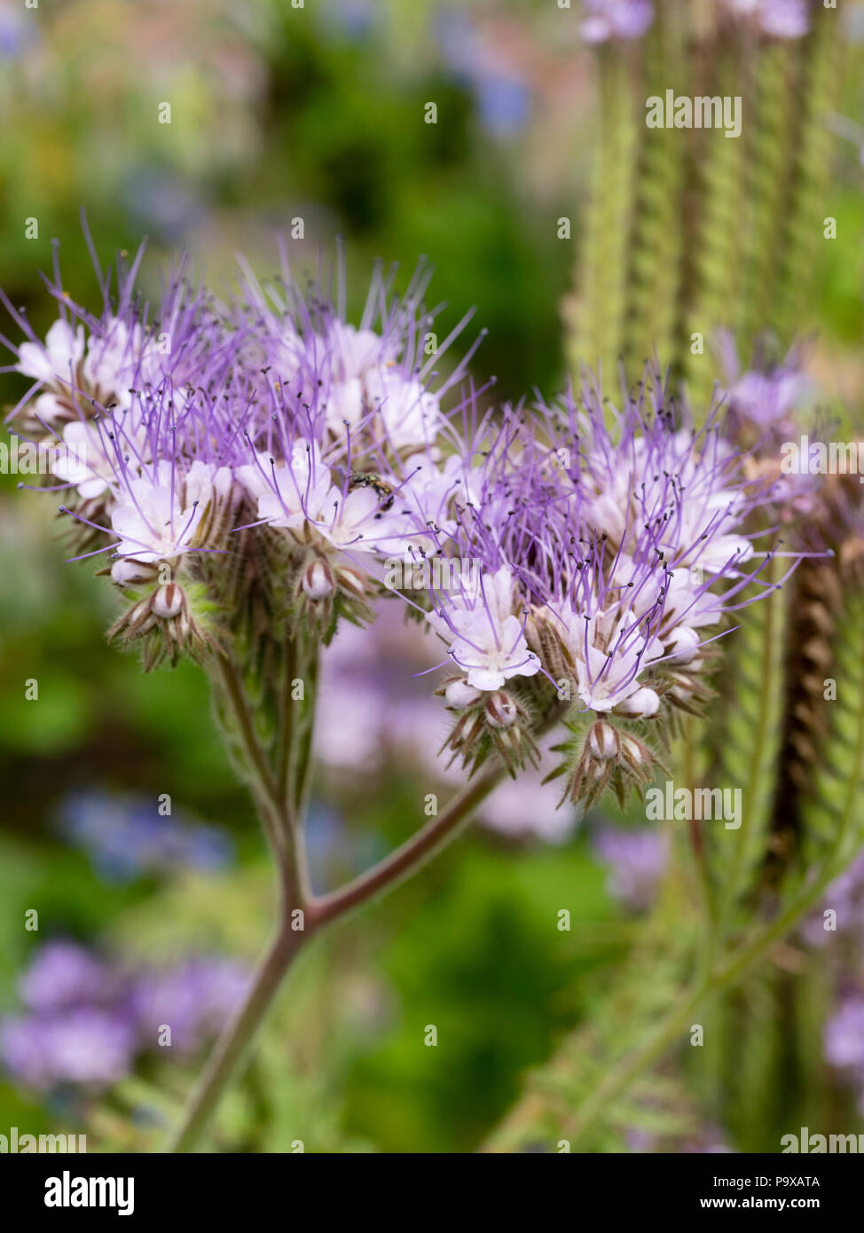 Blass Lavendel gefärbte Blüten des Insekts zieht winterharte Blüten der jährlichen Blumenarrangements, Phacelia tanacetifolia Stockfoto