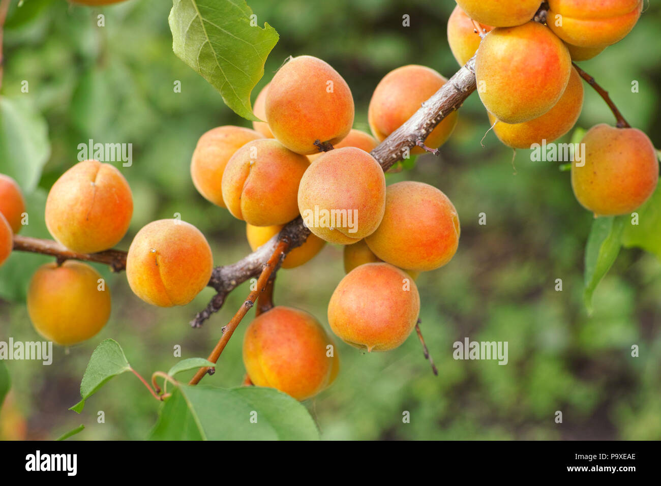 Bio Aprikosen hängen an einen aprikosenbaum Reif. Close Up. Stockfoto