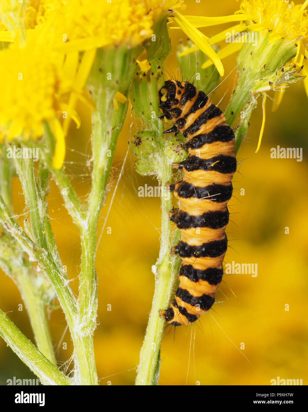 Zinnober motte Caterpillar (Tyria jacobaeae) Fütterung auf seine foodplant Ragwort. Tipperary, Irland Stockfoto